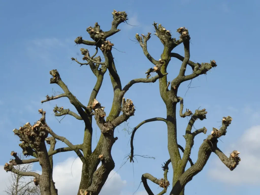 Cleanly pruned limbs against an open sky