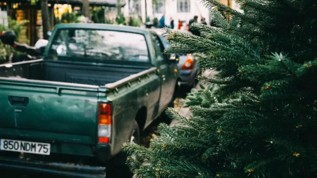 Pickup truck parked outdoors beside tall coniferous trees